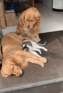 Dog Hug A Cat Hugging Another Dog GIF