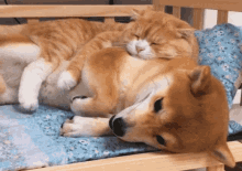 Dog Hug And Sleep With Cat GIF