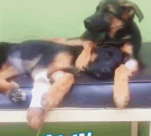 Dog Hug Another Dog GIF