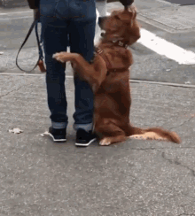Dog Hug Feet Of Owner In Two Feet GIF
