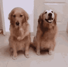 Dog Hug Golden Retriever GIF