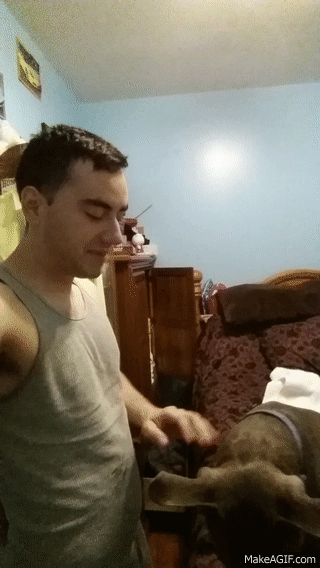 Dog Hugging Owner Dad GIF
