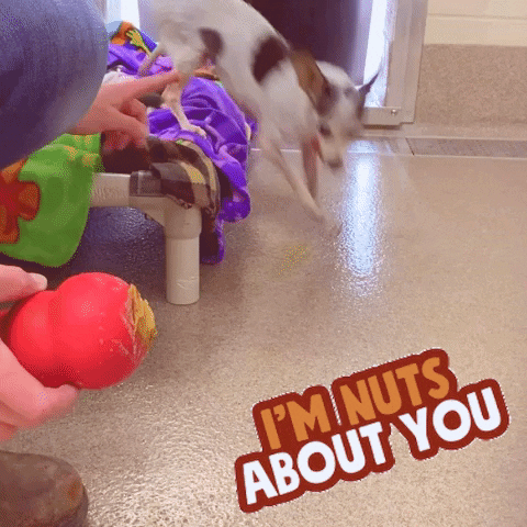 Dog I'm Nuts About You Butter GIF