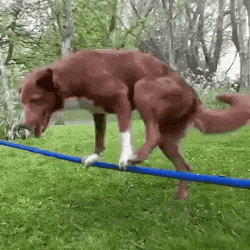 Dog Impressive Rope Balance GIF