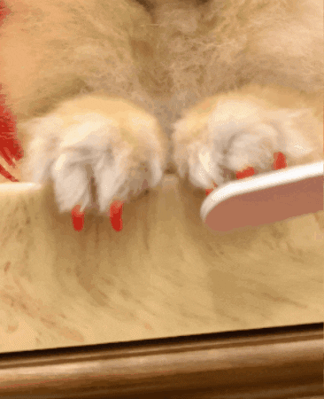 Dog In A Wig Getting Nail Buffed GIF
