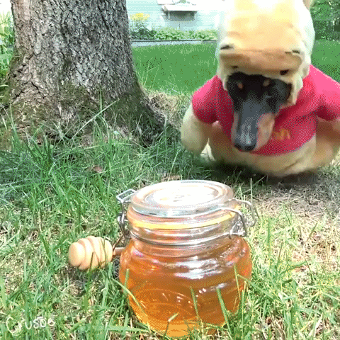 Dog In A Winnie The Pooh Costume Eating Honey GIF