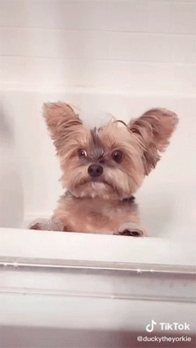 Dog In Bathtub GIF