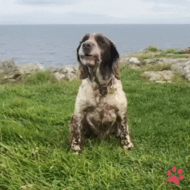 Dog In Beach Barking Sound GIF