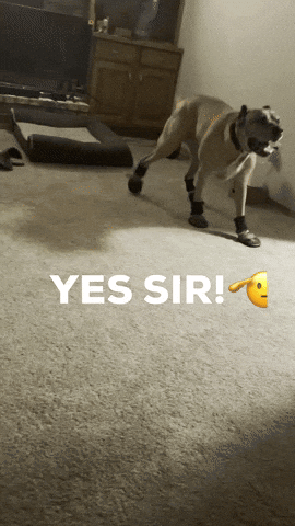 Dog in Black Boots Saying Yes Sir