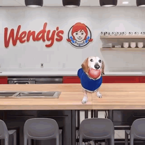 Dog in Blue Shirt Standing in Front of Wendy's Sign