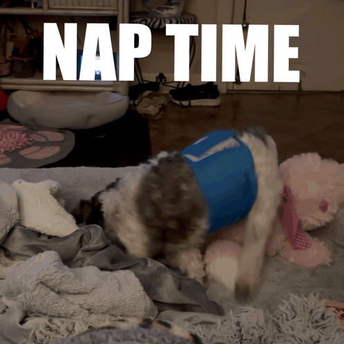Dog in Blue Shirt with Number 7 Lying on Bed