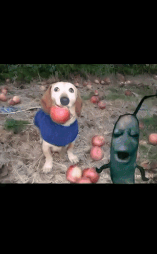 Dog in Blue Sweater Holding Apple