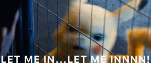 Dog in Cage Let Me In