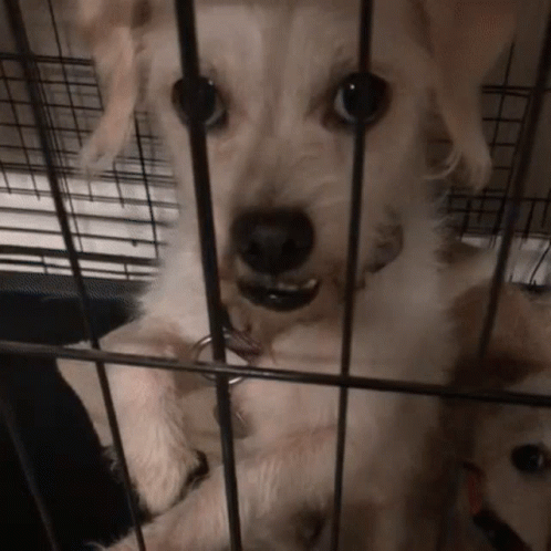Dog in Cage with Tag