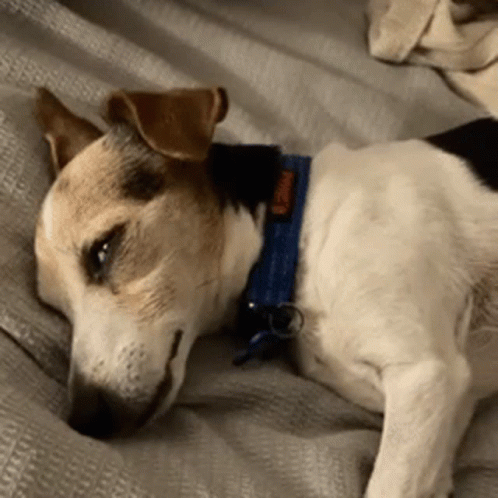 Dog in Cage with Tag
