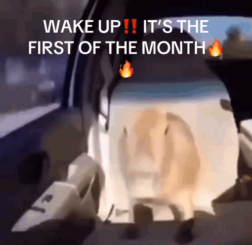 Dog In Car Wake Up First Of Month GIF