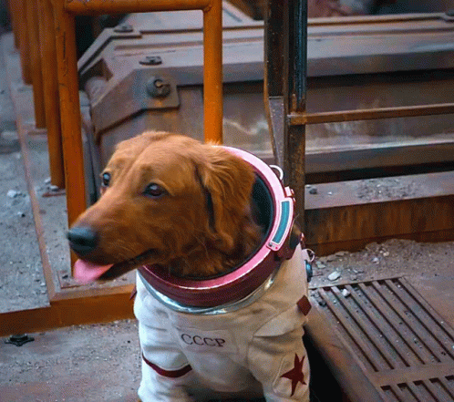 Dog In CCCP Space Suit Sitting GIF