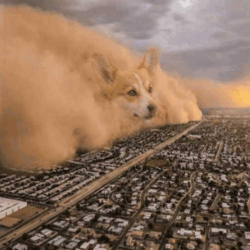 Dog In City GIF