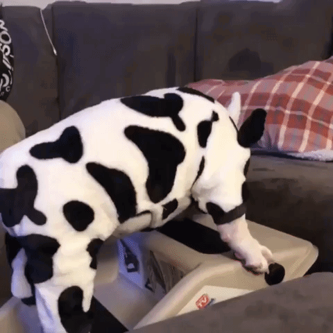 Dog In Cow Costume Standing On Couch GIF