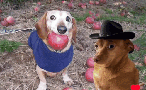 Dog in Cowboy Hat Holding Apple Beside Another Dog
