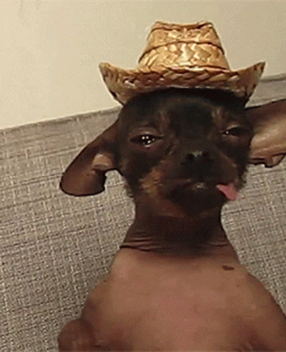 Dog in Cowboy Hat Sticking Out Tongue