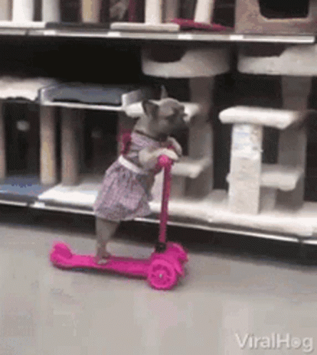 Dog in Dress Riding Pink Scooter
