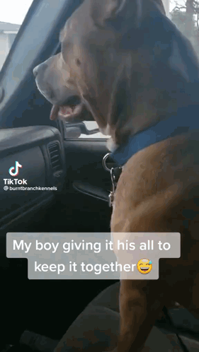 Dog in Driver's Seat My Boy Giving All