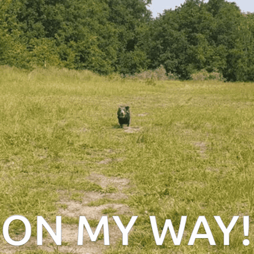 Dog in Field With On My Way