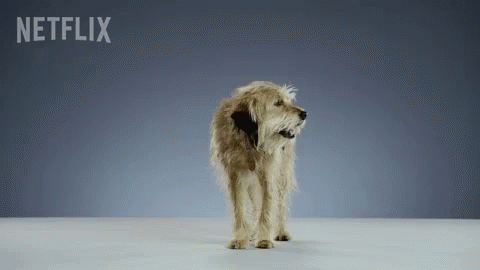 Dog in Front of Netflix Sign