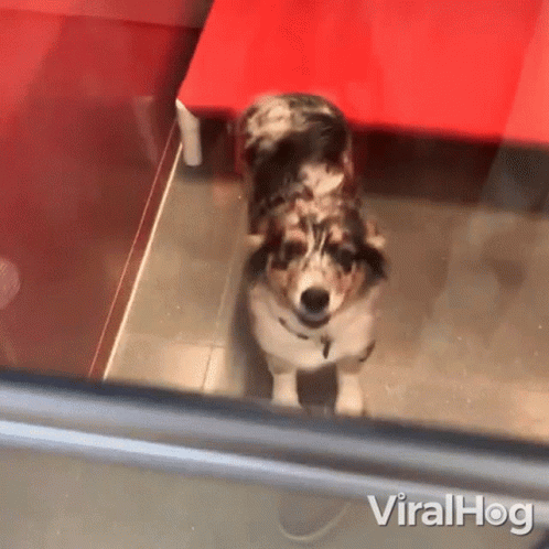 Dog in Front of Red Table Viralhog