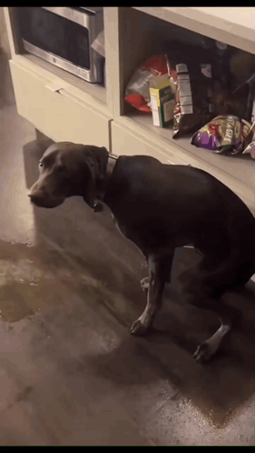 Dog In Front Of Shelf With Bag Of Fritos Chips GIF