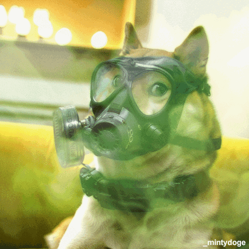 Dog In Gas Mask And Goggles Surrounded By Green Smoke GIF