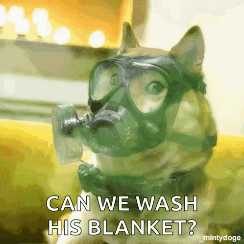 Dog in Gas Mask Asking to Wash Blanket