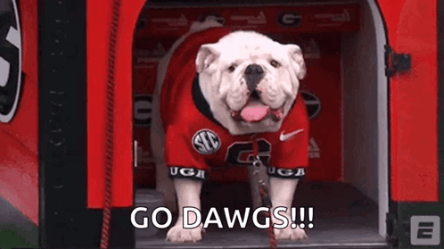 Dog in Georgia Bulldogs Jersey in Doghouse