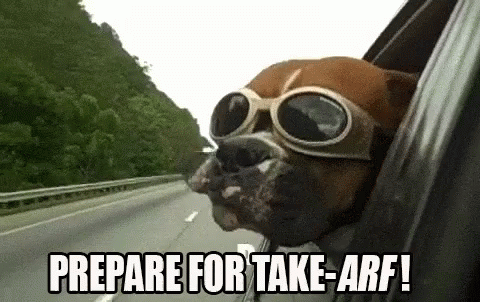 Dog In Goggles Sticking Head Out Car Window GIF