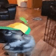 Dog in Green and Yellow Hat Sitting