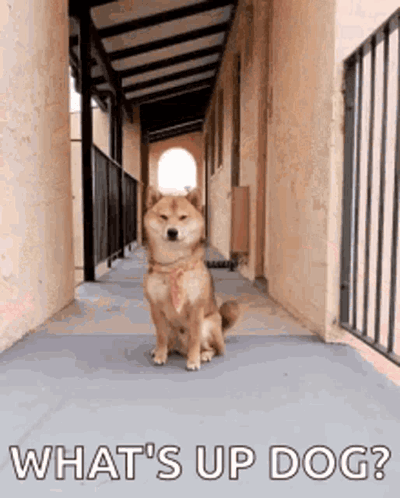 Dog In Hallway With What's Up Dog GIF