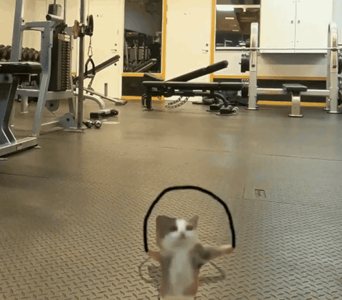 Dog in Headphones Gym Looking at Camera
