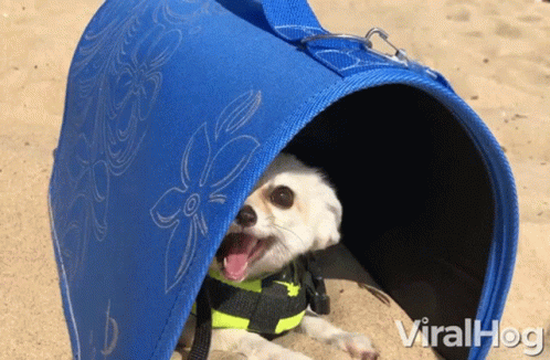 Dog in Life Jacket Laying in Viralhog Bag