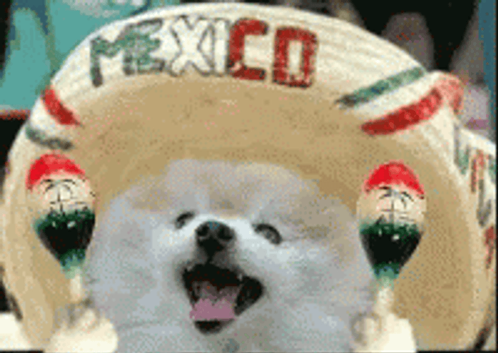 Dog In Mexico Sombrero GIF