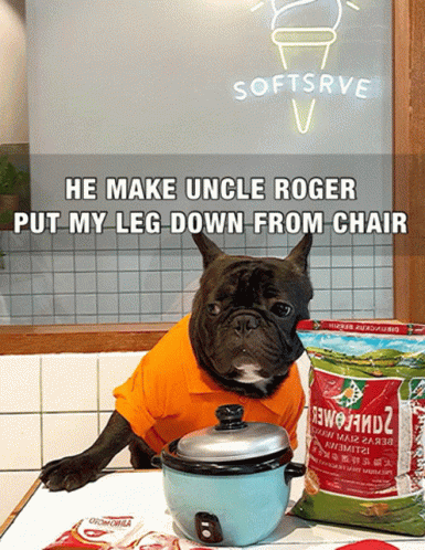 Dog in Orange Shirt Sitting Next to Tomatoes