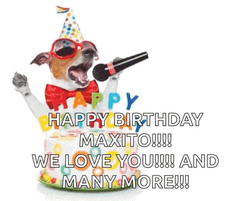 Dog In Party Hat Sunglasses Singing Into Mic