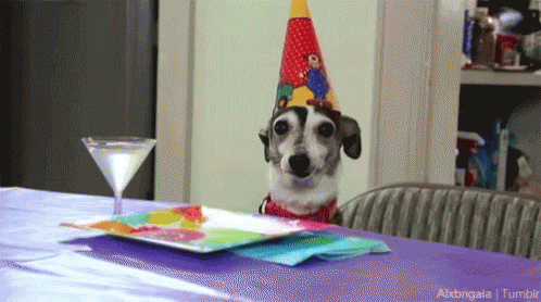 Dog In Party Hat With Plates And Martini Glass GIF