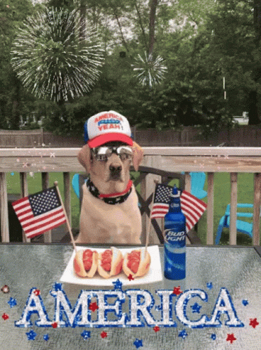 Dog in Patriotic Hat with Bud Light Bottle