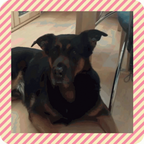 Dog in Pink and White Frame