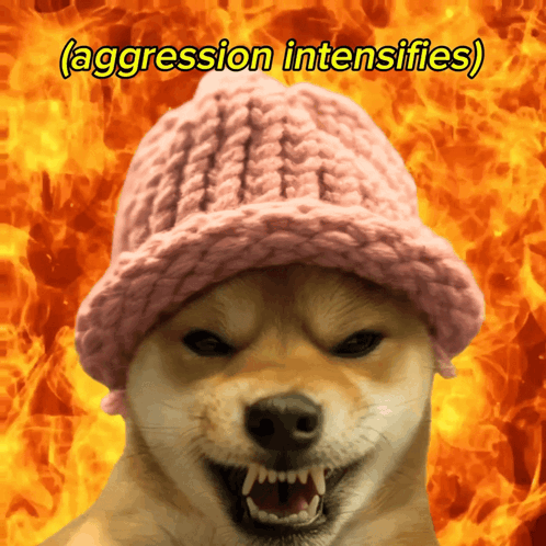 Dog in Pink Hat Saying Aggression Intensifies