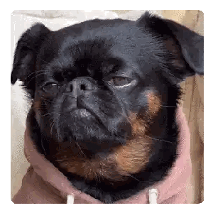 Dog in Pink Hoodie
