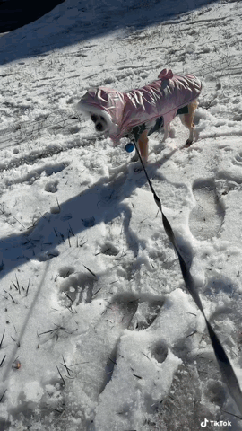 Dog in Pink Raincoat Walking in Snow