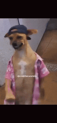 Dog in Pink Shirt and Hat