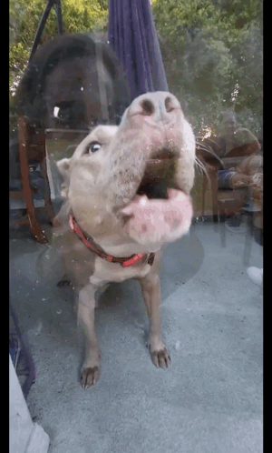 Dog in Red Collar Sticking Head Through Glass